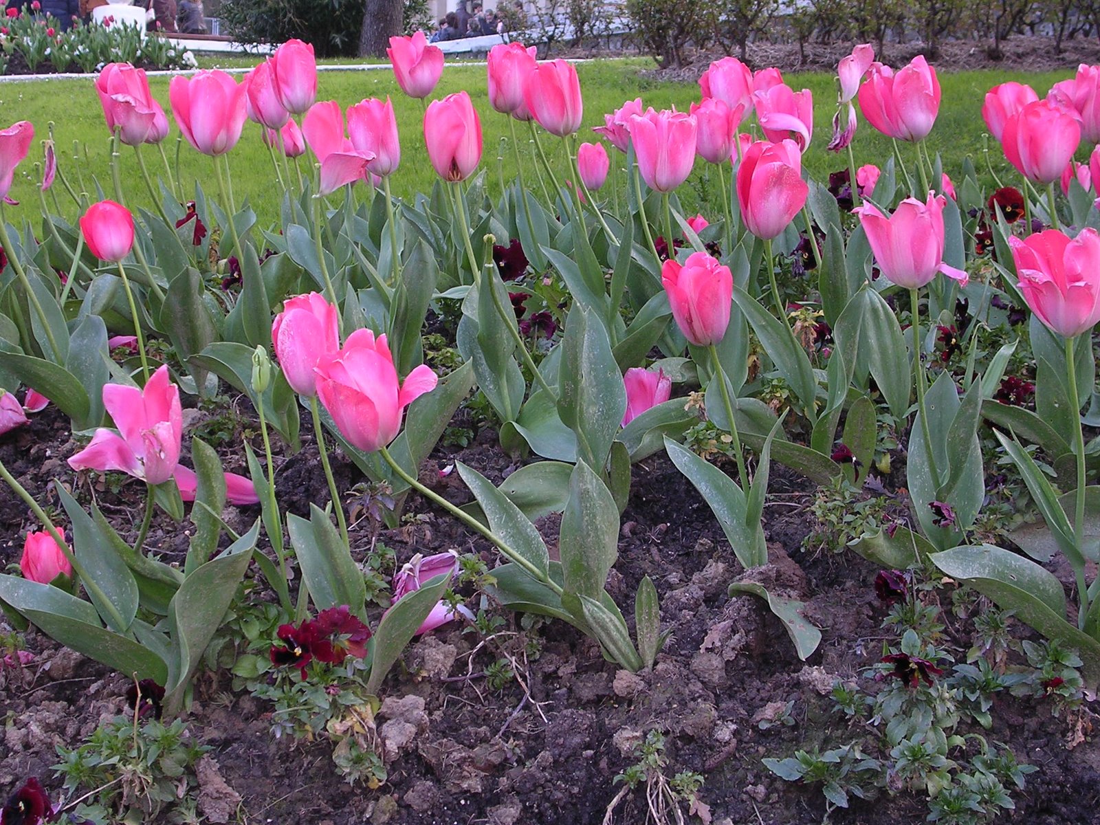 [tulipanes.JPG]