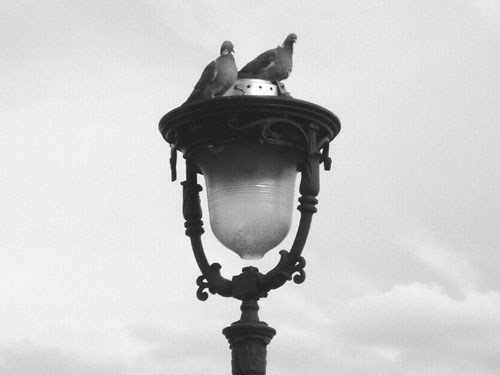 [pigeon+blog.jpg]