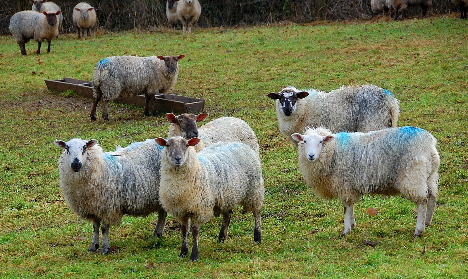 [sheep+26-12-2007+12-53-351.jpg]