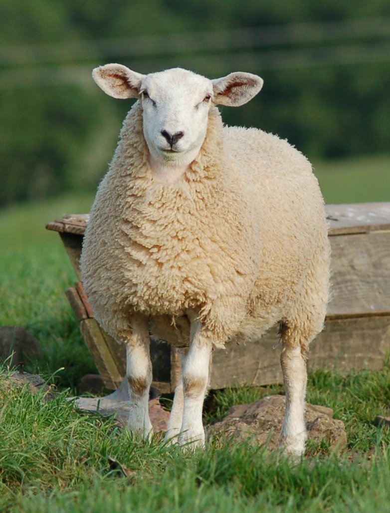 [Sheep+07-06-2006+18-11-371.jpg]