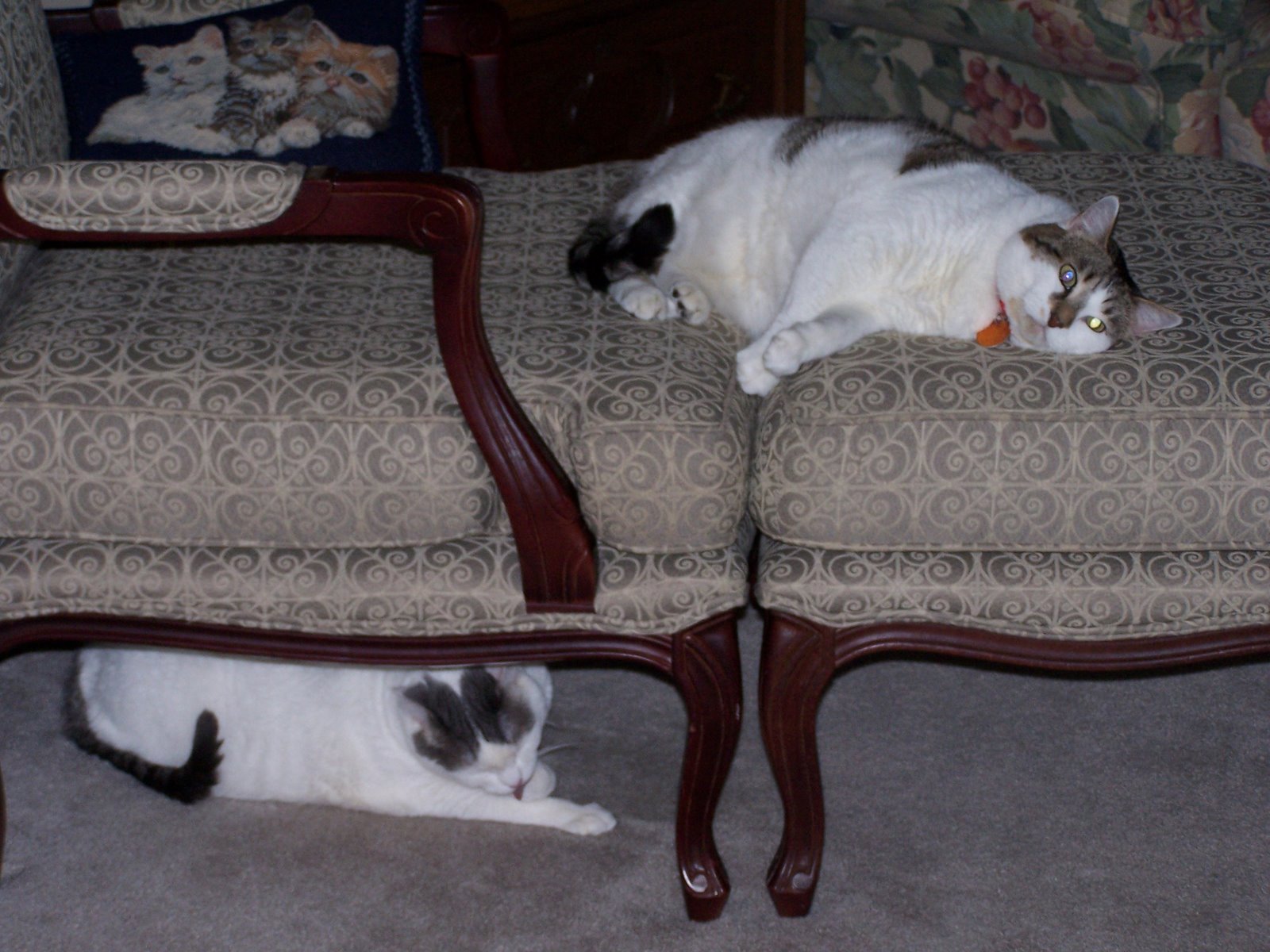 [cats+and+chair.jpg]