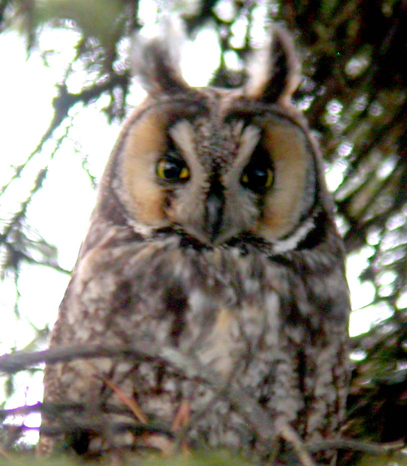 [Long-eared+Owl+005.jpg]