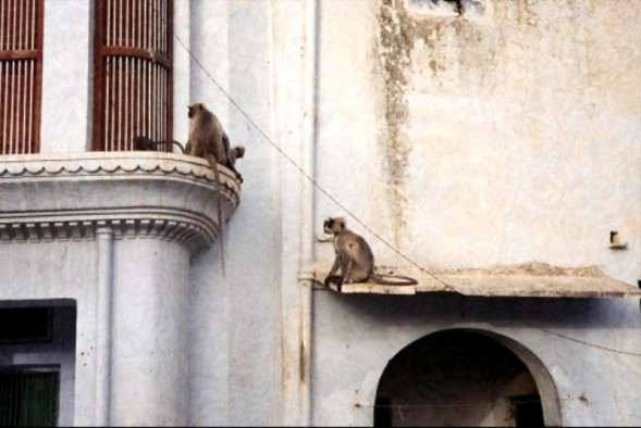 [Monkeys+in+Pushkar+2.jpg]