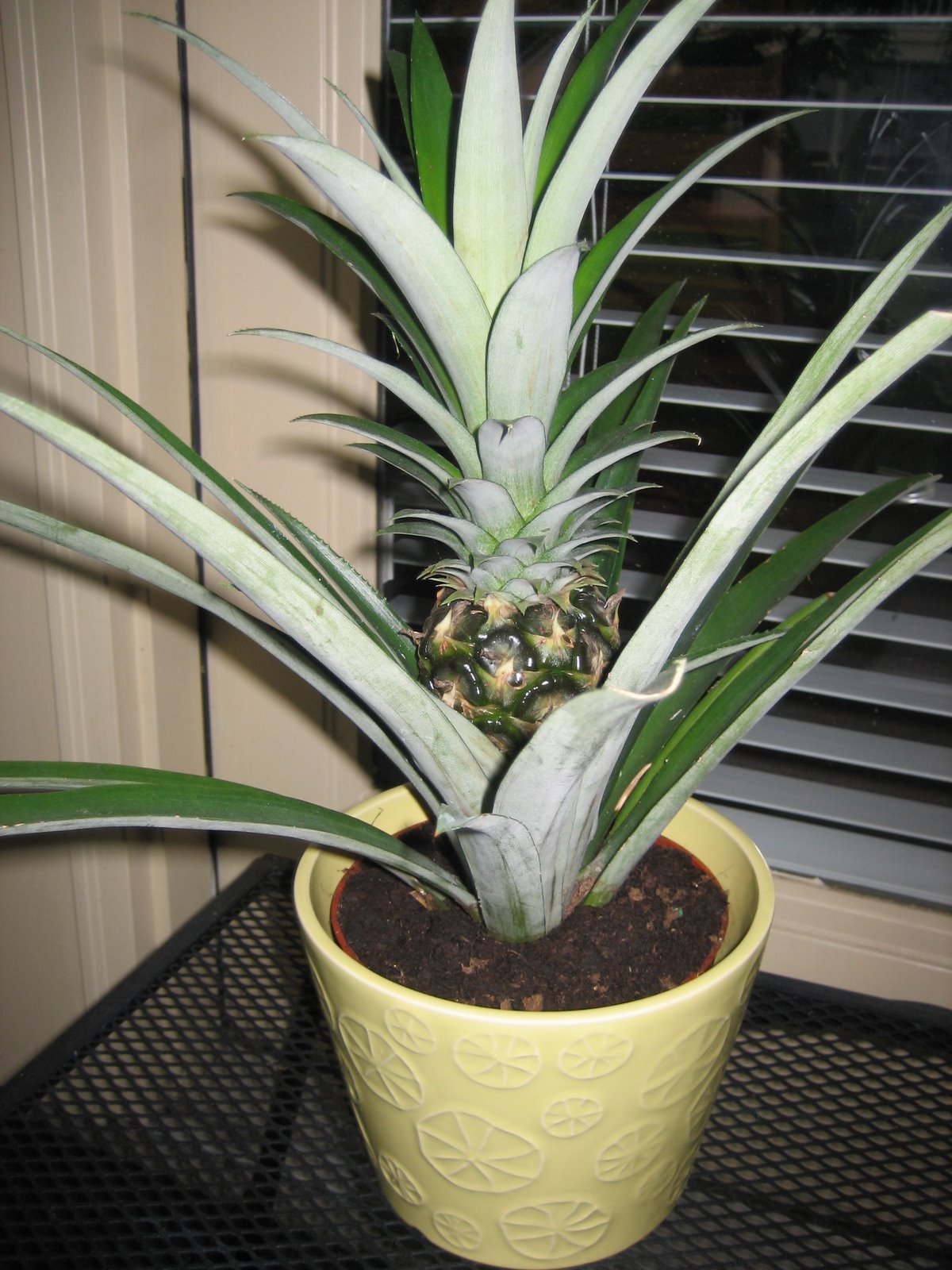 [Pineapple+plant.JPG.JPG]