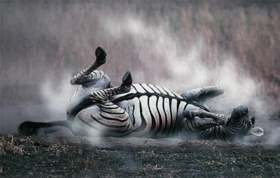 [zebra+batihinhg.jpg]