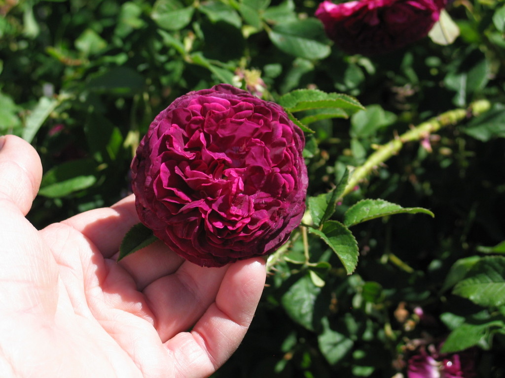 [Moss+rose+-+Portulaca+grandiflora+008+-+hand+picking+a+rose+-+crimson.jpg]