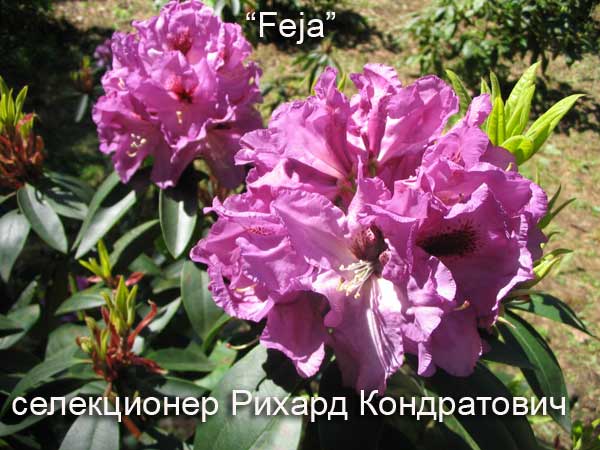 сорта рододендронов, цветущие рододендроны,  рододендроны цветы, питомники рододендронов, рододендрон фото