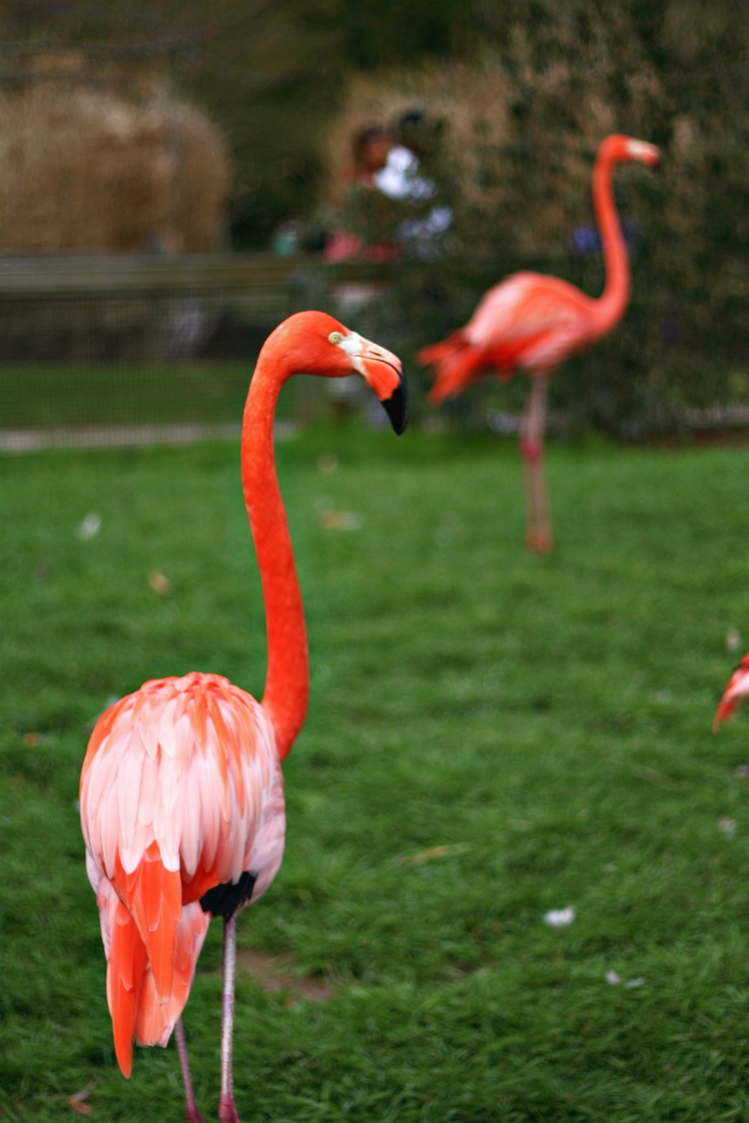 [flamingo3.jpg]