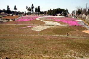 2008年4月6日の芝桜の様子