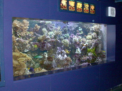 [400px-Reef_aquarium.jpg]