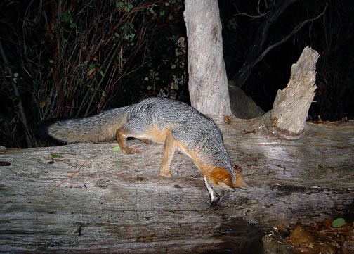 [fox+hunting-W.jpg]