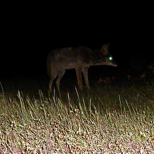 [coyote1638.jpg]