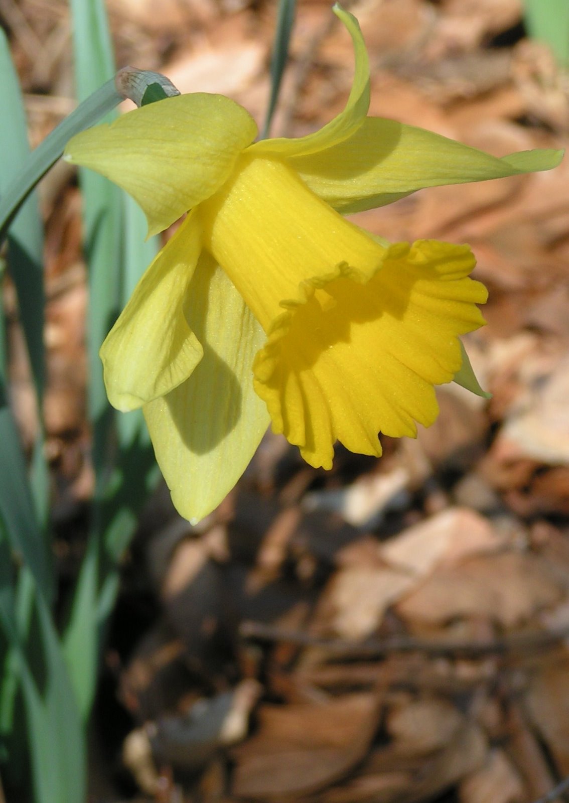 [daffodil5.JPG]