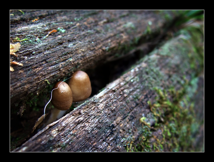 [smallshrooms.png]