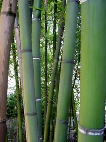 [bambous.jpg]