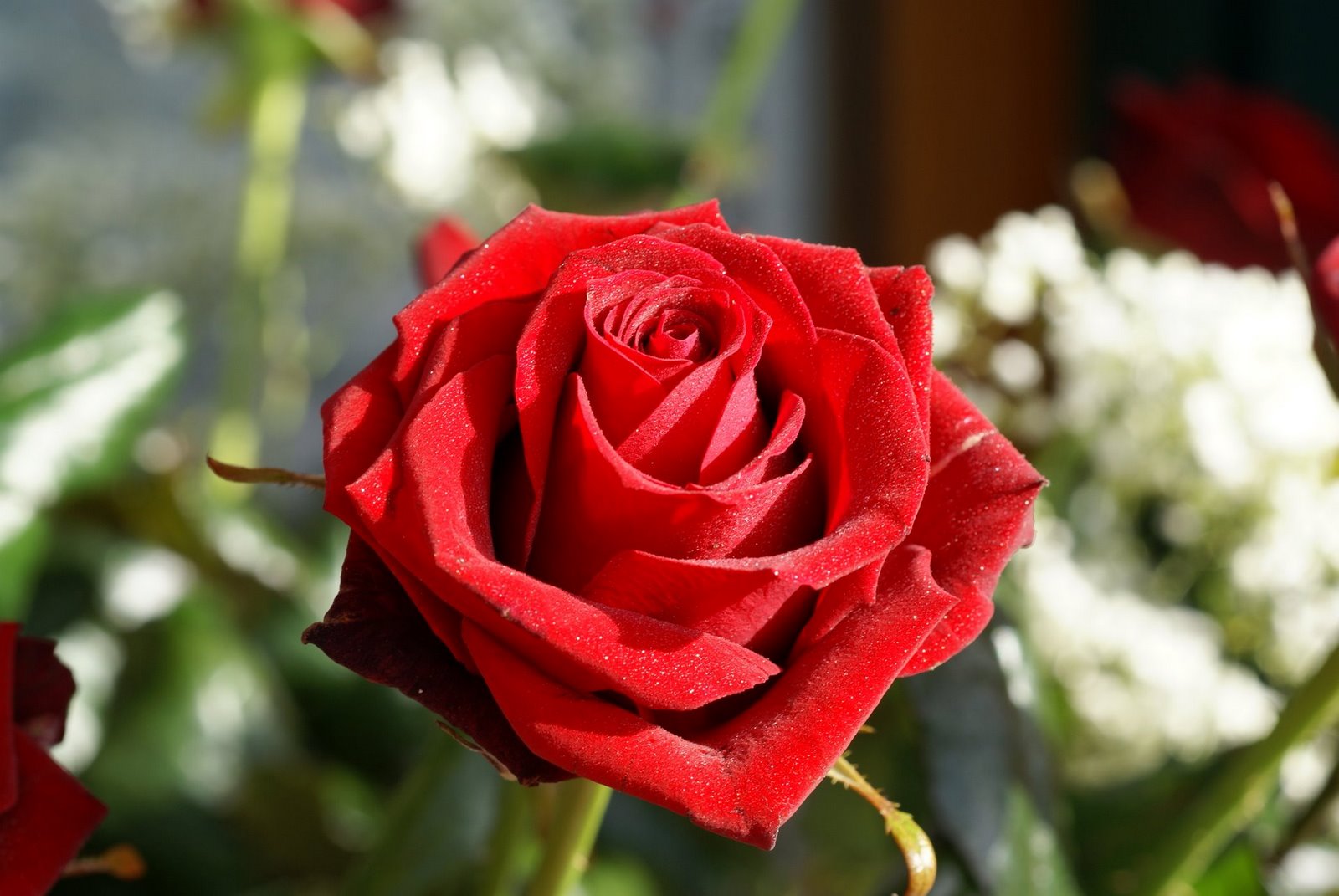 [long-stem-red-roses-02033.jpg]