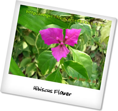 [hibiscus-polaroid.jpg]