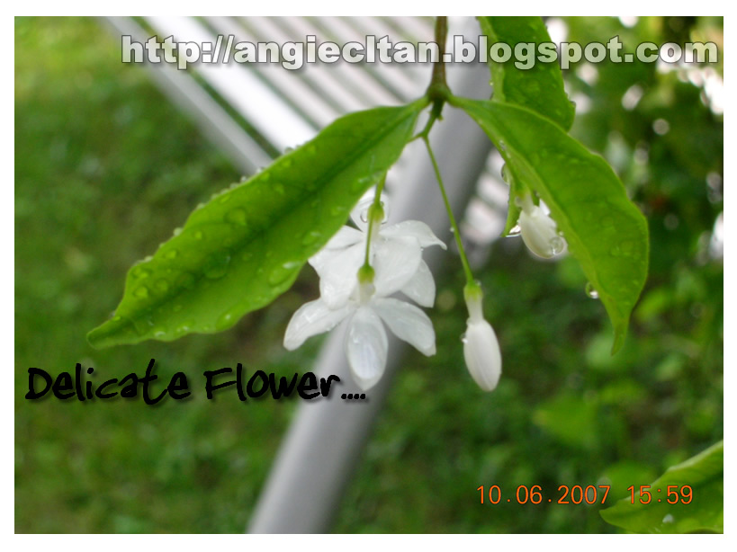[delicate-flower-20070610.jpg]