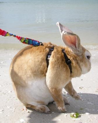 [bunny-at-beach-picture.jpg]