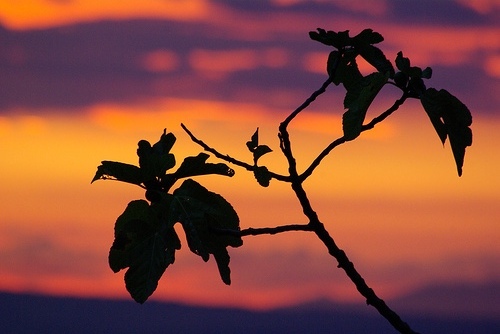 [fig+leaves+sunset.jpg]