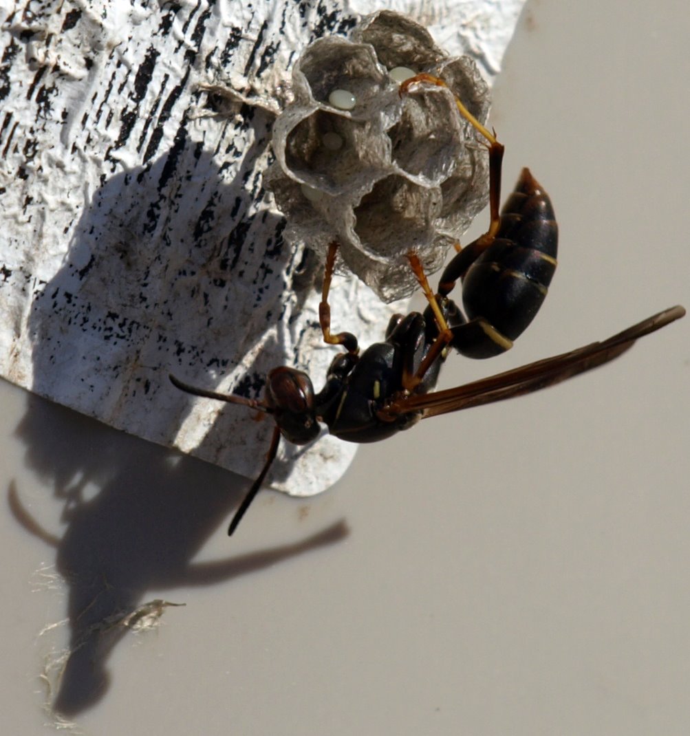 [wasp-nest2.jpg]