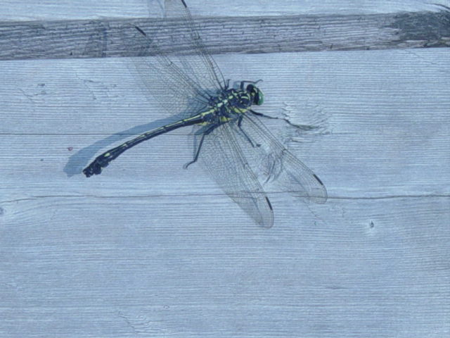 [dragonfly+3.jpg]