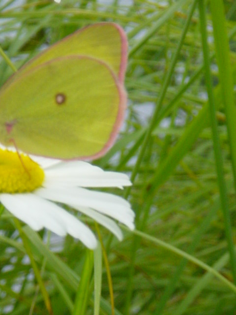 [July+Armi+butterfly+Mr+P+garden+048.jpg]