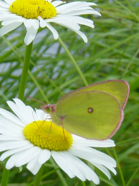 [July+Armi+butterfly+Mr+P+garden+045.jpg]
