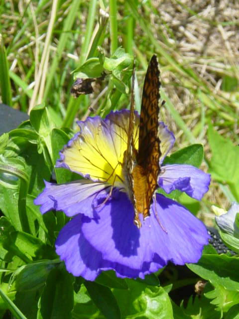 [July+Armi+butterfly+Mr+P+garden+077.jpg]