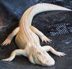 [albino+alligator.jpg]