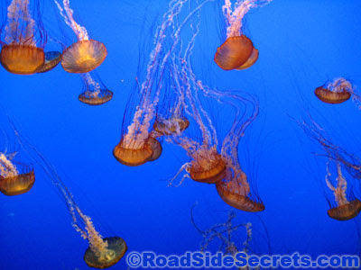 Some of the Jellyfish at the Monterey Bay Aquarium