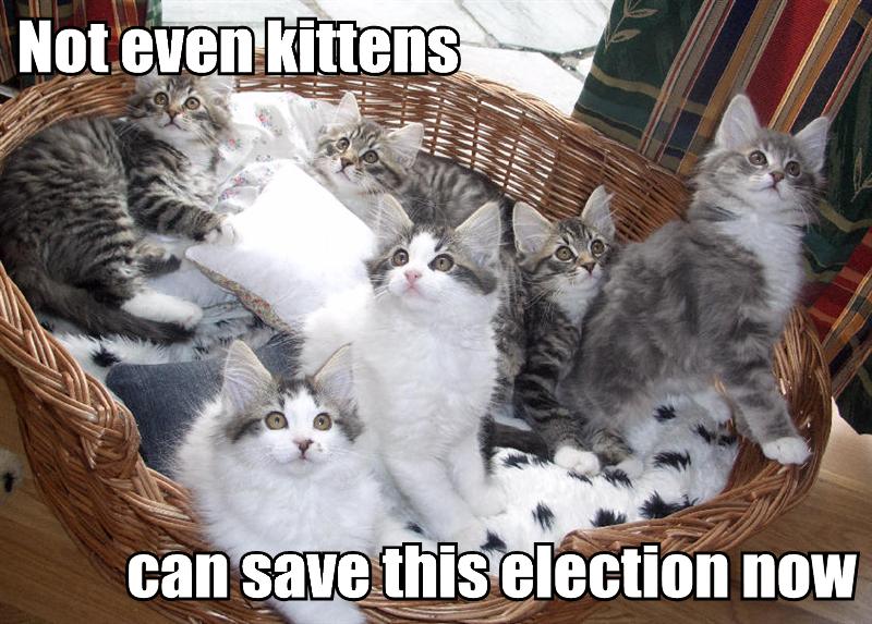 [not-even-kittens-can-save-this-election-now.jpg]