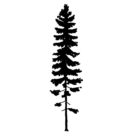 [trees-spruce-red=Picea+rubens-Cda-StephenPearce.GIF]