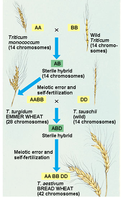 [evolution-of-wheat.png]