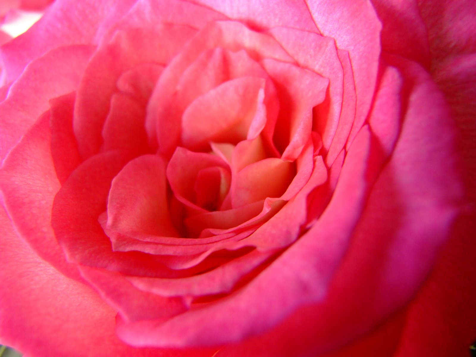 [2-15-08+Valentine+Roses+018.jpg]