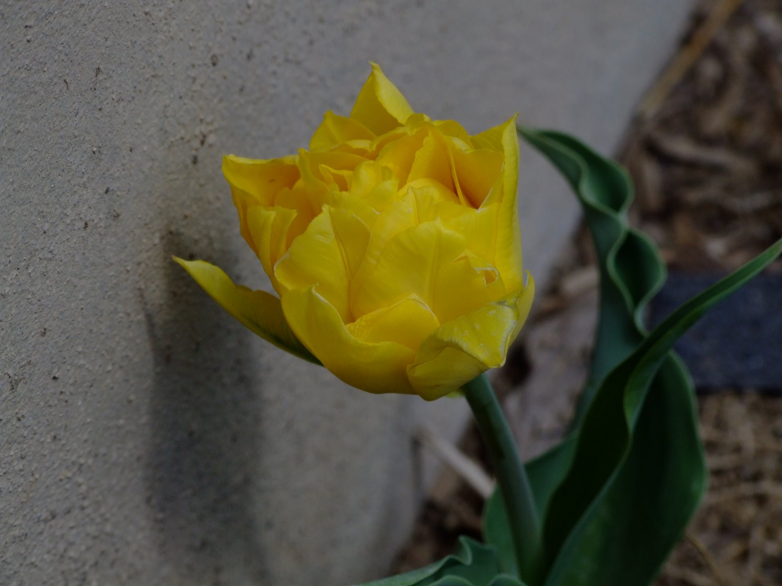 [04-17-08+Tulips+(3).jpg]
