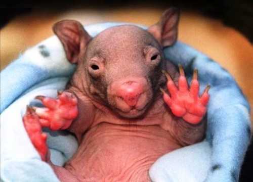 [wombat+bebe.jpg]