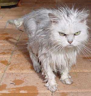 [angry_wet_cat.jpg]