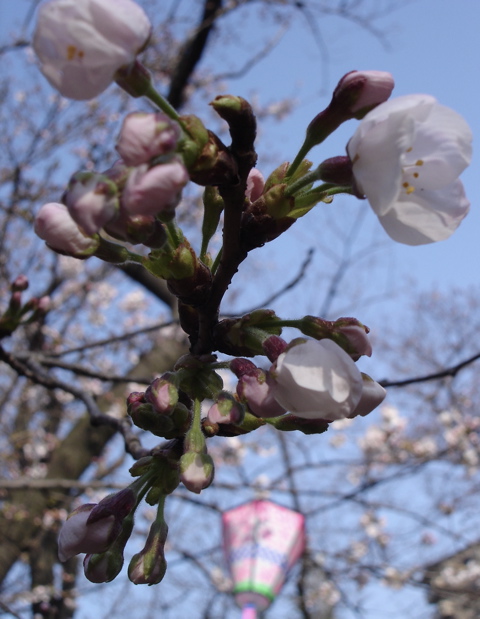 [cherry+blossoms+tsu]