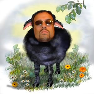 [baabaa-black-sheep.jpg]
