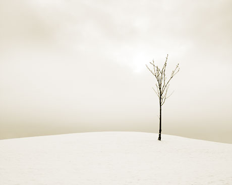 [snow_tree2.jpg]