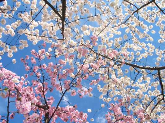 [cherry-blossoms.jpg]