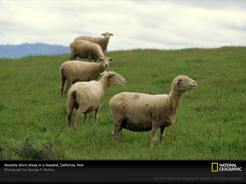 [shorn-sheep-california-462896-sw.jpg]