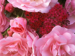 والپیپرهای  گلهای بسیار زیبا - www.pccity.ir
