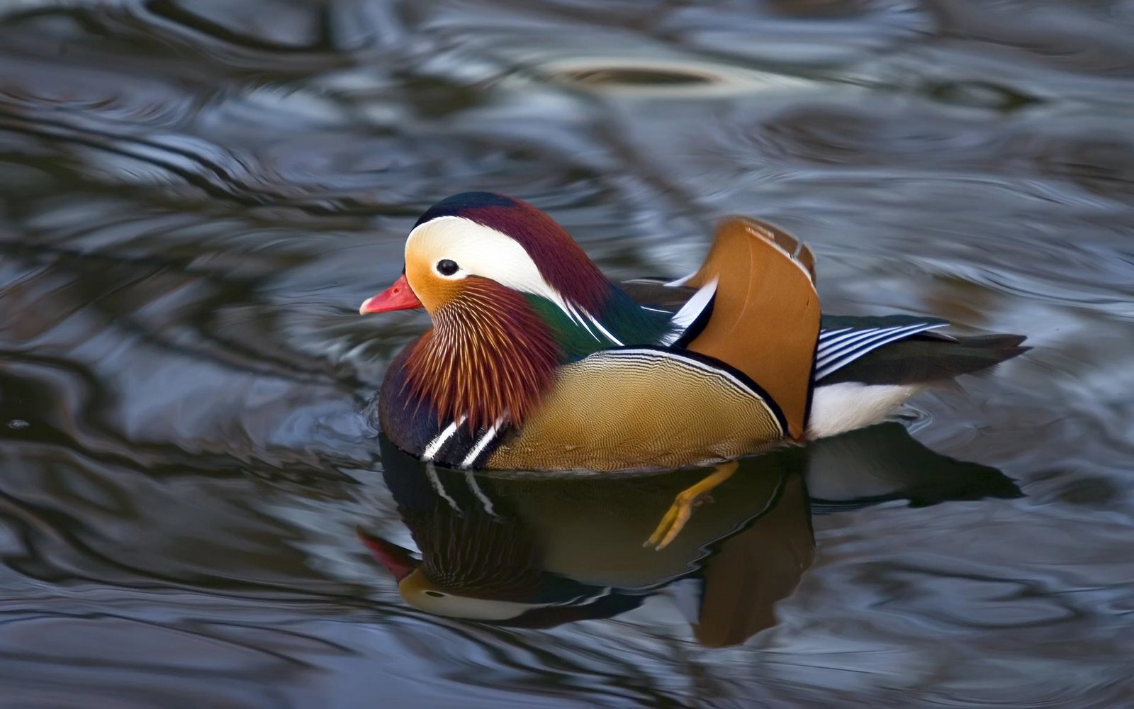 [mandarin-duck.jpg]