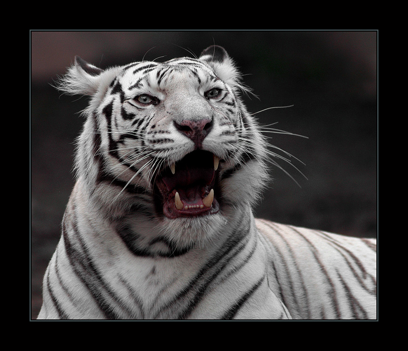 [White+tiger.jpg]