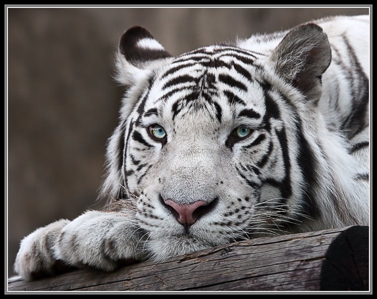 [White+tiger+(9).jpg]