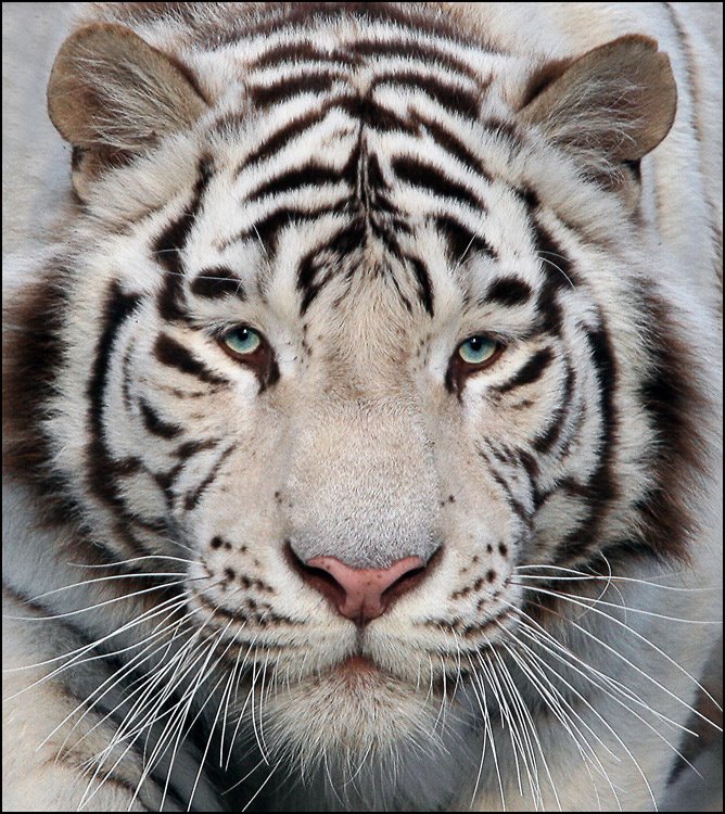 [White+tiger.jpg]