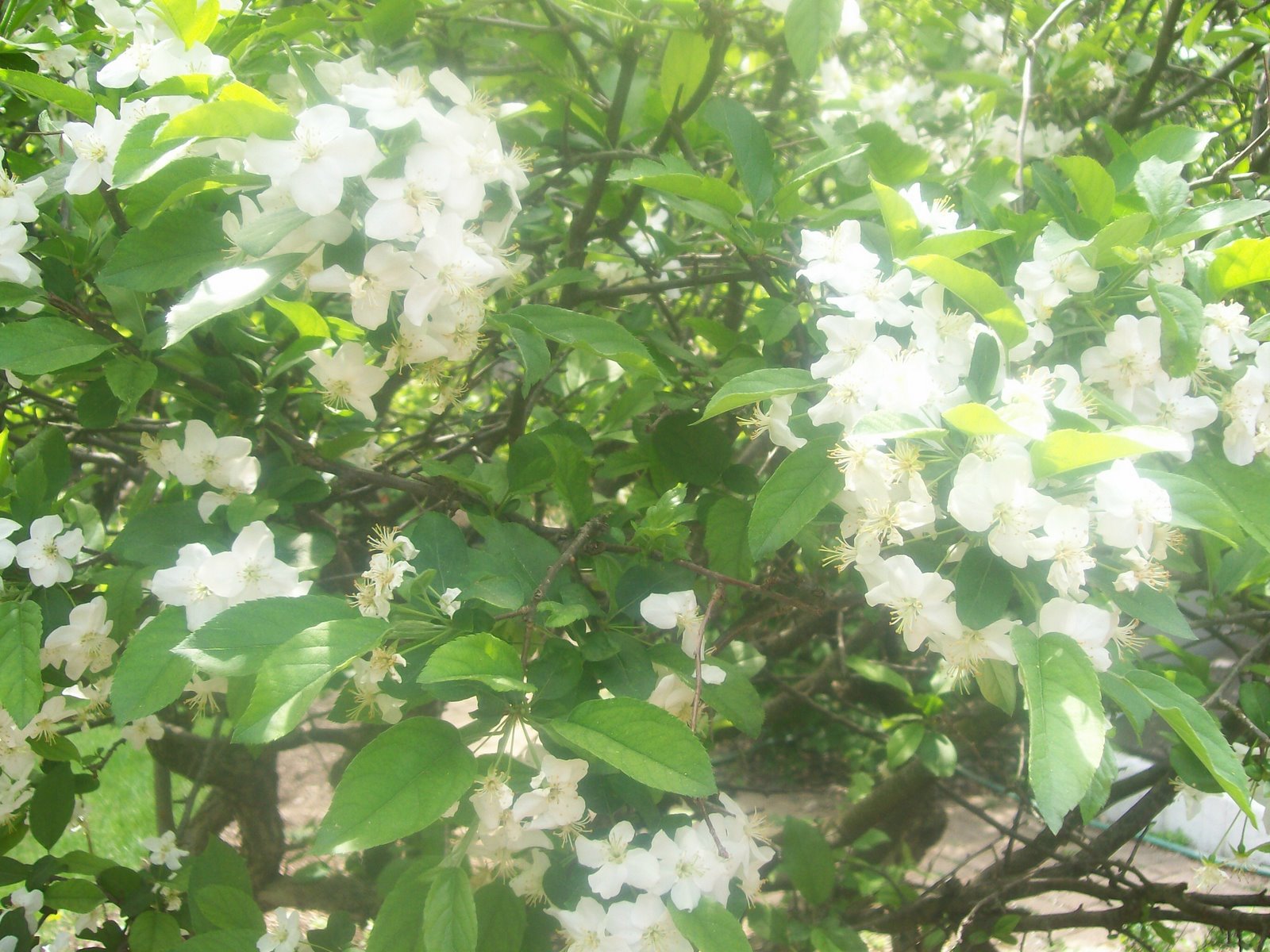 [white+flowers.jpg]