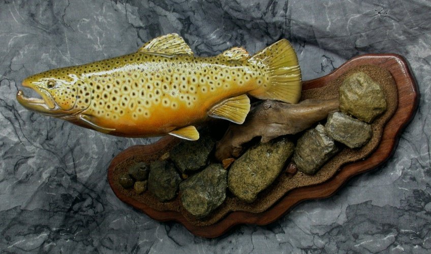 [resized+brown+trout.jpg]